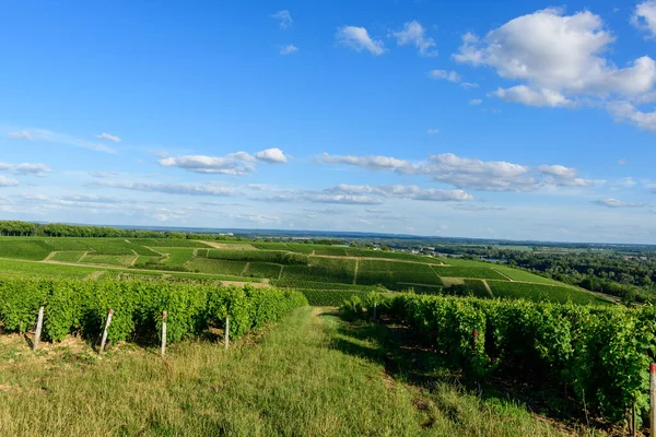 Bu manzara fotoğrafı Avrupa 'da, Fransa' da, Burgundy 'de, Nievre' de, Pouilly sur Loire 'da, Nevers' e doğru yazın çekildi. Güneşin altındaki yeşil sarmaşıkları görüyoruz..