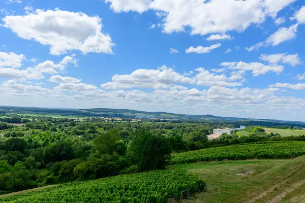 Bu manzara fotoğrafı Avrupa 'da, Fransa' da, Burgundy 'de, Nievre' de, Pouilly sur Loire 'da, Nevers' e doğru yazın çekildi. Güneşin altındaki yeşil sarmaşıkları görüyoruz..