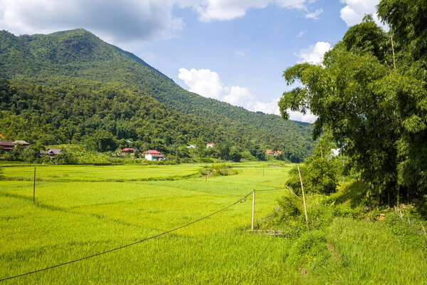 Это пейзажное фото было сделано летом в Азии, во Вьетнаме, в Тонкине, между Сон Ла и Дьен Бьен Фу. Мы видим зеленые рисовые поля посреди лесов и карстовые вершины гор, под солнцем.