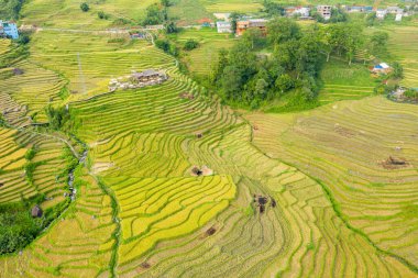 Bu manzara fotoğrafı Asya 'da, Vietnam' da, Tonkin 'de, Sapa' da Lao Cai 'de, yazın çekildi. Yeşil tropikal dağlarda, bulutların altında yeşil ve sarı pirinç teraslarını görüyoruz..