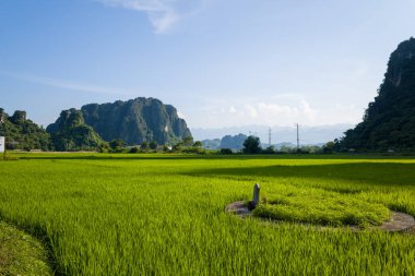 Bu manzara fotoğrafı Asya 'da, Vietnam' da Tonkin 'de, Hanoi' de, Mai Chau 'da, yazın çekildi. Dağların ortasında, vadide, güneşin altında yeşil pirinç tarlalarını görüyoruz..