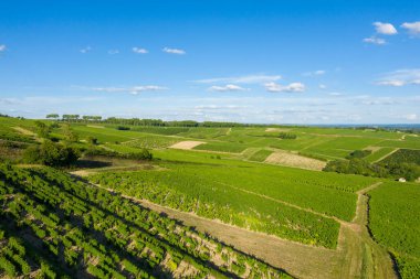 Bu manzara fotoğrafı Avrupa 'da, Fransa' da, Burgundy 'de, Nievre' de, Pouilly sur Loire 'da, Nevers' e doğru yazın çekildi. Güneşin altındaki yeşil sarmaşıkları görüyoruz..