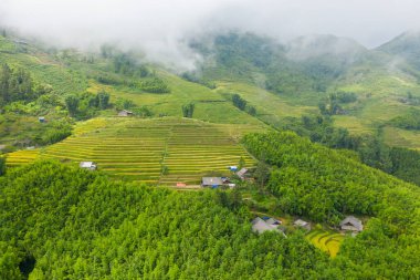 Bu manzara fotoğrafı Asya 'da, Vietnam' da, Tonkin 'de, Sapa' da Lao Cai 'de, yazın çekildi. Yeşil tropikal dağlarda, bulutların altında yeşil ve sarı pirinç teraslarını görüyoruz..