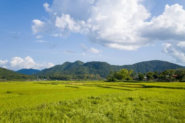 Bu manzara fotoğrafı Asya 'da, Vietnam' da, Tonkin 'de, Dien Bien Phu' da, yazın çekildi. Yeşil ve sarı pirinç tarlalarını görüyoruz. Yeşil dağlarda, güneşin altında..