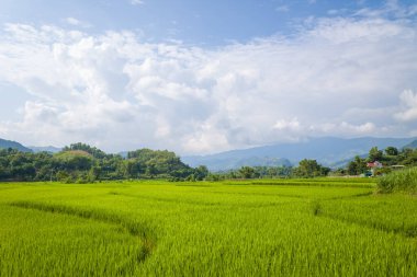 Bu manzara fotoğrafı Asya 'da, Vietnam' da, Tonkin 'de, Na San' da, yazın çekildi. Yeşil kırsalda, güneşin altında yeşil pirinç tarlalarını görüyoruz..