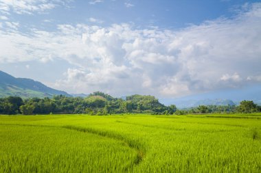 Bu manzara fotoğrafı Asya 'da, Vietnam' da, Tonkin 'de, Na San' da, yazın çekildi. Yeşil kırsalda, güneşin altında yeşil pirinç tarlalarını görüyoruz..