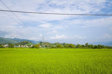 Bu manzara fotoğrafı Asya 'da, Vietnam' da, Tonkin 'de, Na San' da, yazın çekildi. Yeşil kırsalda, güneşin altında yeşil pirinç tarlalarını görüyoruz..