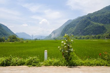 Bu manzara fotoğrafı Asya 'da, Vietnam' da Tonkin 'de, Hanoi' de, Mai Chau 'da, yazın çekildi. Dağlarda, güneşin altında, yeşil pirinç tarlalarının ortasında bir patika görüyoruz..