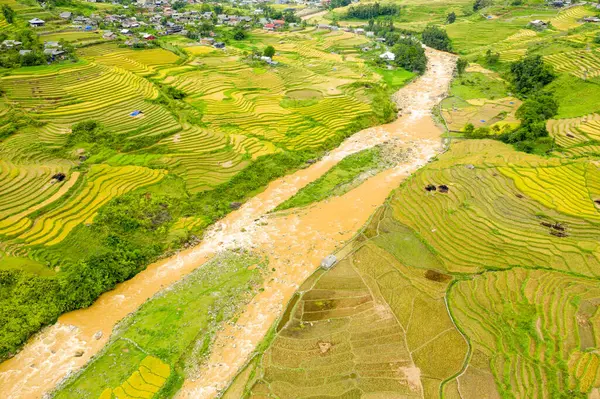 Bu manzara fotoğrafı Asya 'da, Vietnam' da, Tonkin 'de, Sapa' da Lao Cai 'de, yazın çekildi. Yeşil ve sarı pirinç tarlalarının ortasında sel basmış bir nehir görüyoruz. Yeşil dağların eteklerinde, bulutların altında..