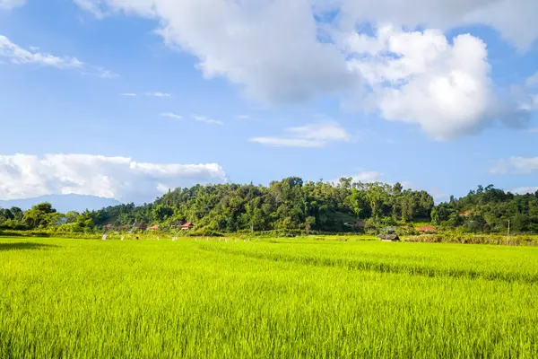 Bu manzara fotoğrafı Asya 'da, Vietnam' da, Tonkin 'de, Dien Bien Phu' da, yazın çekildi. Kırsalın ortasındaki yeşil pirinç tarlalarını ve güneşin altındaki yeşil dağları görüyoruz..