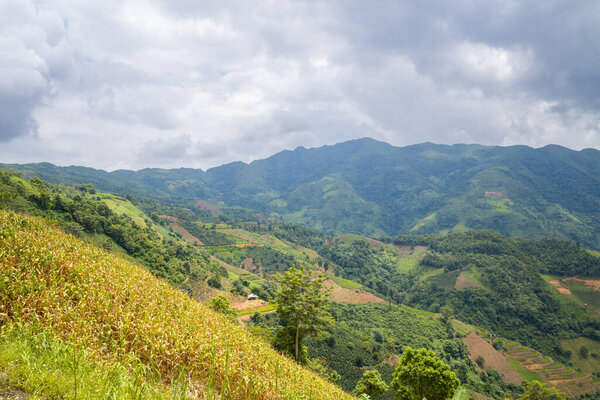 This landscape photo was taken, in Asia, in Vietnam, in Tonkin, between Son La and Dien Bien Phu, in summer. We see the green rice fields in the middle of the forests and the karst peaks of the mountains, under the Sun.