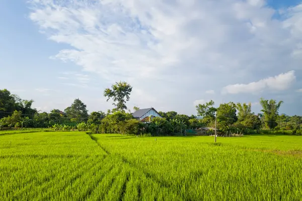 Bu manzara fotoğrafı Asya 'da, Vietnam' da, Tonkin 'de, Na San' da, yazın çekildi. Yeşil kırsalda, güneşin altında yeşil pirinç tarlalarını görüyoruz..