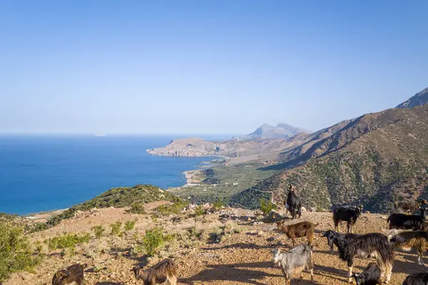This landscape photo was taken, in Europe, in Greece, in Crete, towards Chania, At the edge of the Mediterranean Sea, in summer. We see the goats at the edge of the road in the arid and mountainous countryside, under the sun.