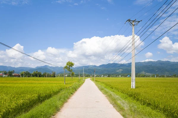 This landscape photo was taken, in Asia, in Vietnam, in Tonkin, in Dien Bien Phu, in summer. We see a concrete path in the middle of the green rice fields in the green valley, under the Sun.