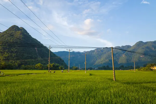 This landscape photo was taken, in Asia, in Vietnam, in Tonkin, towards Hanoi, in Mai Chau, in summer. We see the green rice fields in the middle of the green mountains, under the Sun.