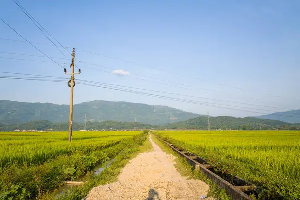 This landscape photo was taken, in Asia, in Vietnam, in Tonkin, in Dien Bien Phu, in summer. We see A dirt road in the middle of green rice fields surrounded by mountains, under the Sun.