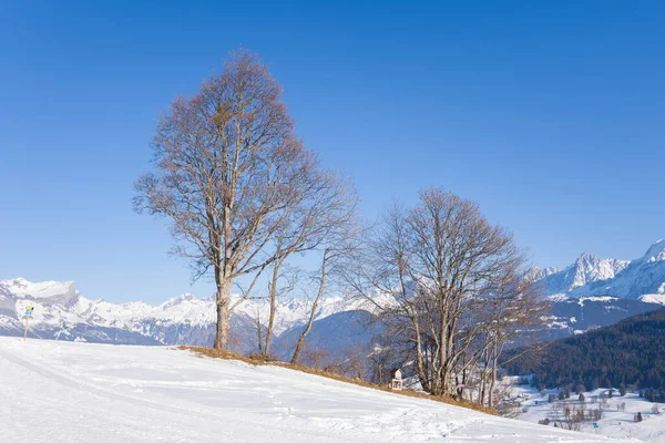 Bu manzara fotoğrafı Avrupa 'da, Fransa' da, Rhone Alpes 'te, Savoie' de, Alpler 'de, kışın çekildi. Mont Blanc 'taki ağaçları görüyoruz, güneşin altında..