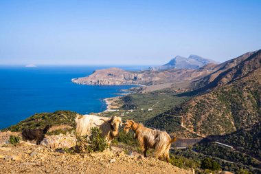 Bu manzara fotoğrafı Avrupa 'da, Yunanistan' da, Girit 'te, Chania' ya doğru, Akdeniz 'in kıyısında, yazın çekildi. Keçileri yolun kenarında, kurak ve dağlık kırsalda, güneşin altında görüyoruz..