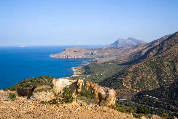 This landscape photo was taken, in Europe, in Greece, in Crete, towards Chania, At the edge of the Mediterranean Sea, in summer. We see the goats at the edge of the road in the arid and mountainous countryside, under the sun.