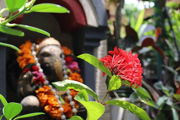 Цветущие Цветы Сарака Асока Перед Статуей Ганеша Тропическом Саду Бали — стоковое фото