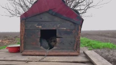 Köpek kulübeden çıkıyor.