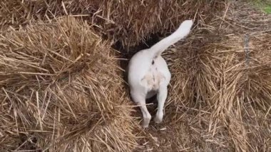 Beyaz köpek samandan çıkıyor.