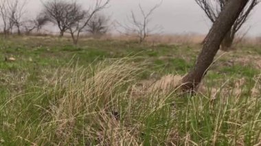 Tarladaki çimenler rüzgarda savruluyor.