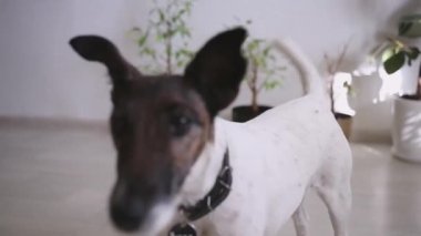 Köpek kameraya yaklaşıyor, otomatik odaklanma ayarlanıyor.