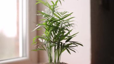 Çiçek yukarıdan sulanır