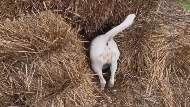 白い犬は干し草から出てくる — ストック動画