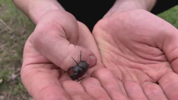 黒いカブトムシがあなたの手を這い — ストック動画