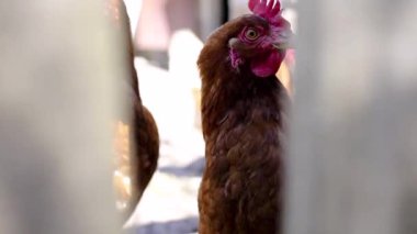 Tavuk dikkatle kameraya bakar.