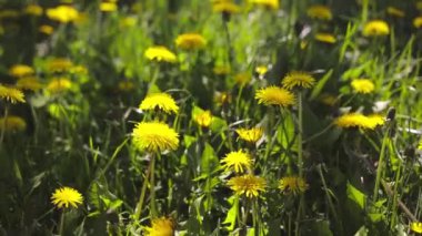 Sarı çiçekler rüzgarda sallanıyor, ağır çekimde