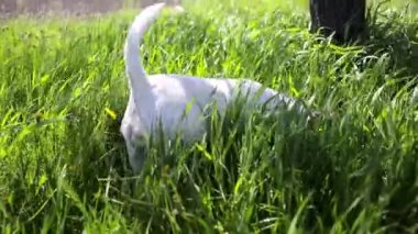 Bir köpek çimenlerde saklanır ve kaçar.