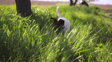 Köpek çimenlere doğru koşar, ağır çekimde.