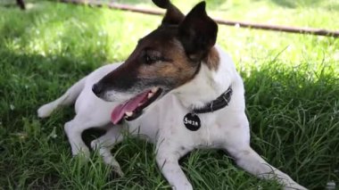 Köpek çimlere uzanıyor, ağır çekimde.