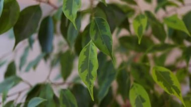 Yeşil yapraklar rüzgarda sallanıyor