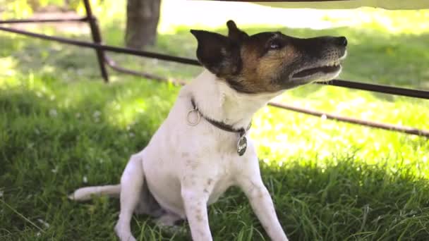 Köpek Esniyor Çimlere Uzanıyor — Stok video