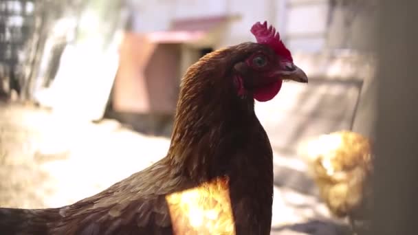 Csirke Zavarban Volt Félrenézett — Stock videók