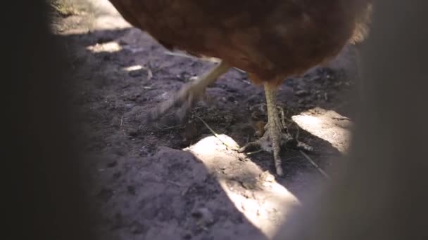 Egy Közeli Felvétel Arról Hogy Megy Csirke Lába — Stock videók