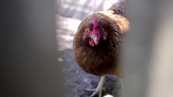 Chicken Looks Dangerously Camera Slow Motion — Stock Video