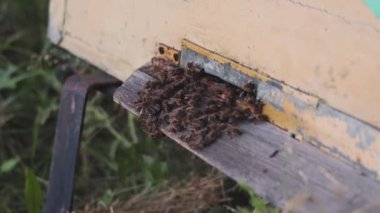 Arılar kovanın yakınına tırmanıyor.
