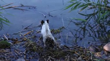 Bir köpek av aramak için suya girer.