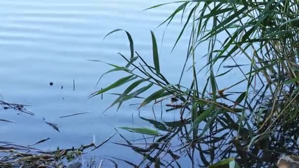 Вода Озере Рябит — стоковое видео