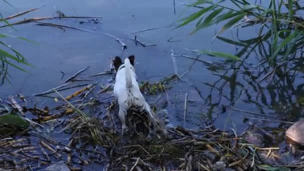 Pies Wchodzi Wody Poszukiwaniu Zdobyczy — Wideo stockowe