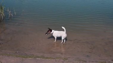 Köpek suya bakar ve uzaklaşır.