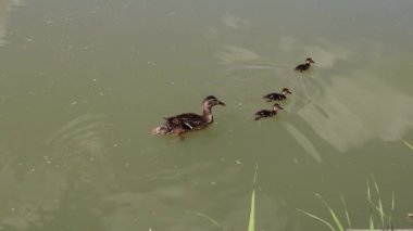 Ördek ve ördek yavruları gölde yüzüyor.
