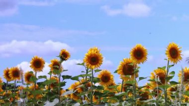 Ayçiçekleri masmavi gökyüzüne karşı