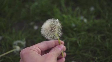 Bir kız elinde bir karahindiba çeviriyor