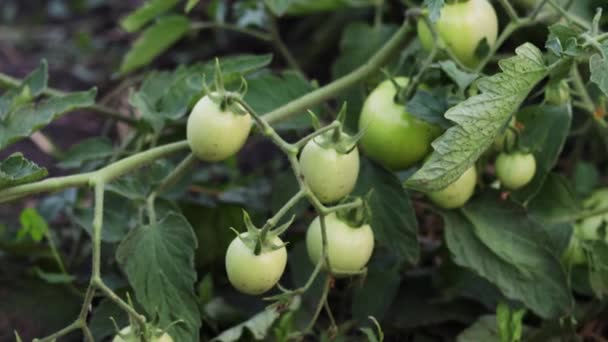 Los Tomates Pequeños Verdes Sobre Rama — Vídeos de Stock